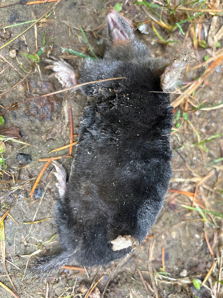 A small mole with dark grey fur, a cylindrical body, tiny hidden eyes and broad, paddle-like front feet for digging