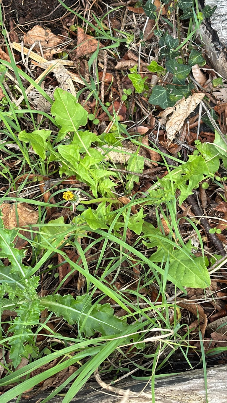 A common dandelion plant with a rosette of toothed green leaves and a single bright yellow flower head on a hollow stem, alongside a spent flower head turned into a white, spherical seed puff.