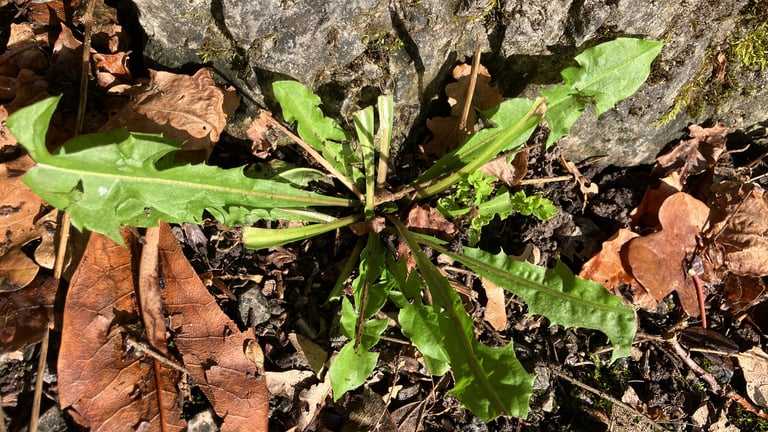 A common dandelion plant with a rosette of toothed green leaves and a single bright yellow flower head on a hollow stem, alongside a spent flower head turned into a white, spherical seed puff.