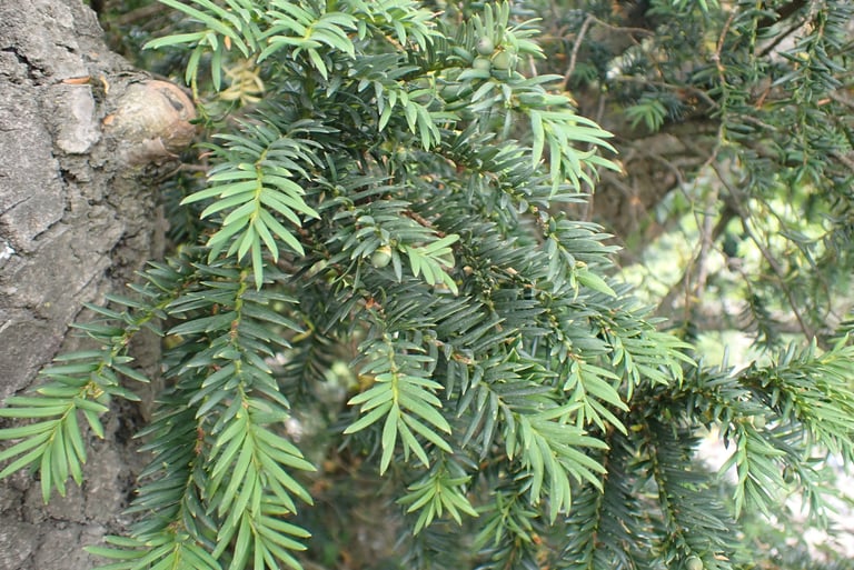 A mature European yew tree with a broad, dense crown of dark green needle-like leaves, reddish-brown flaking bark, and small red berry-like arils among the foliage.