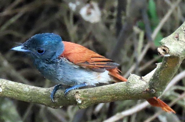 A black-headed bird with chestnut wings and tail, and extremely long streaming central tail feathers, perched upright on a branch