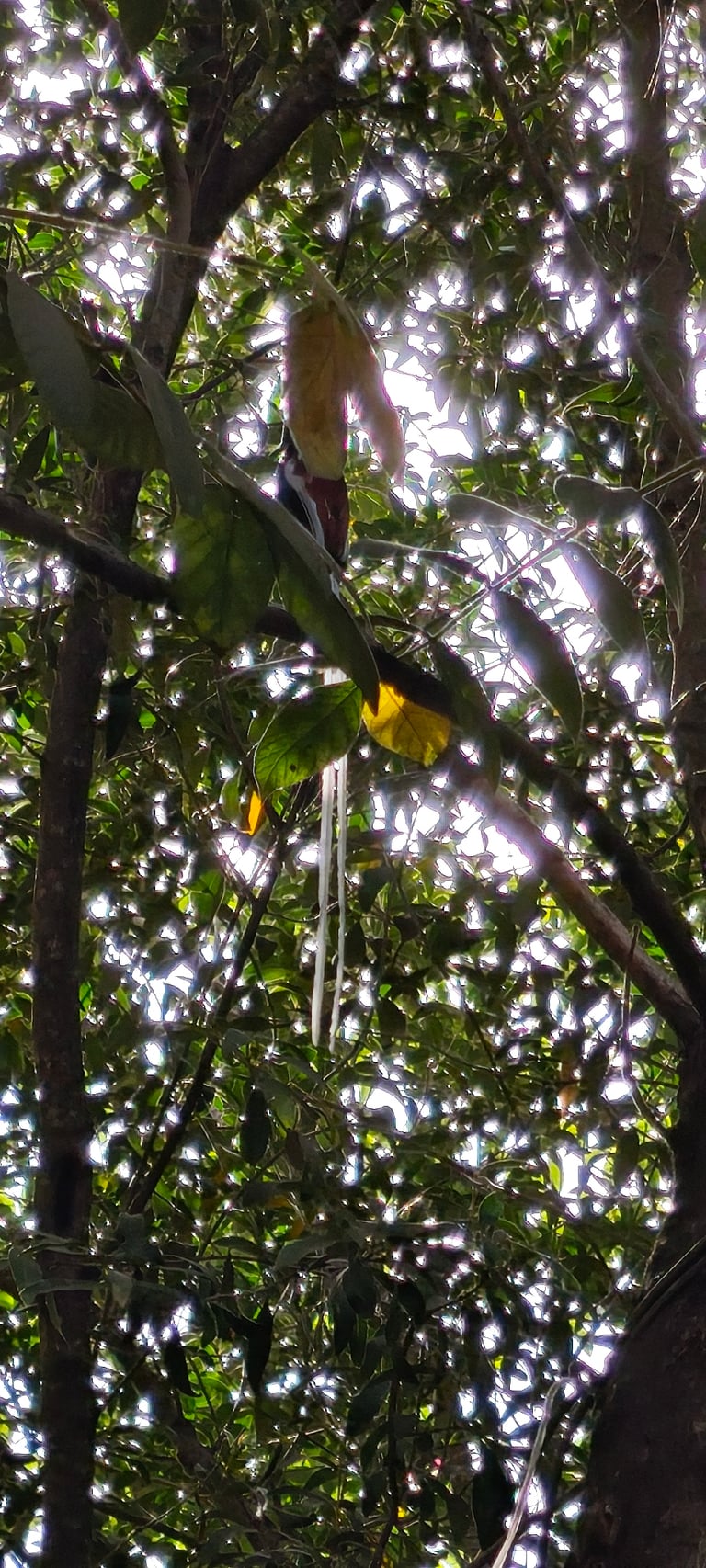 A black-headed bird with chestnut wings and tail, and extremely long streaming central tail feathers, perched upright on a branch