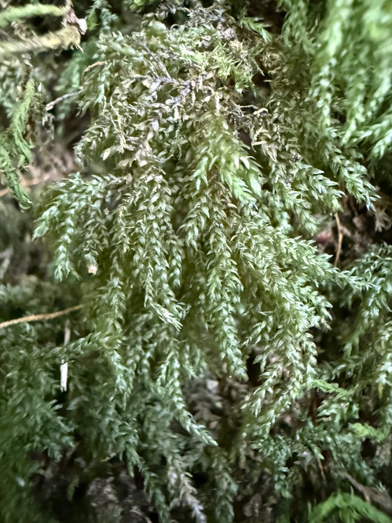 काई *Thamnobryum alopecurum* का एक नमूना, जिसकी शाखाएँ और पत्तियाँ घनी और हरी होती हैं