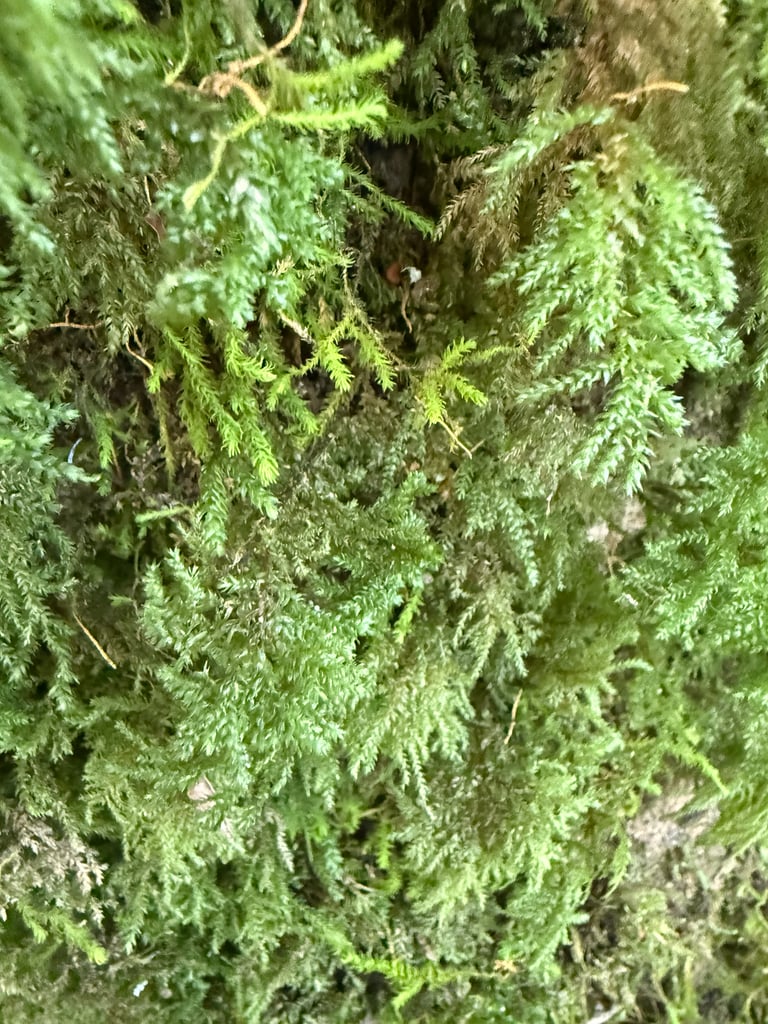 काई *Thamnobryum alopecurum* का एक नमूना, जिसकी शाखाएँ और पत्तियाँ घनी और हरी होती हैं