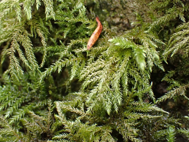 A mat-forming moss with feathery, branched shoots showing bright green tips that fade to a duller, brownish tone toward the base.