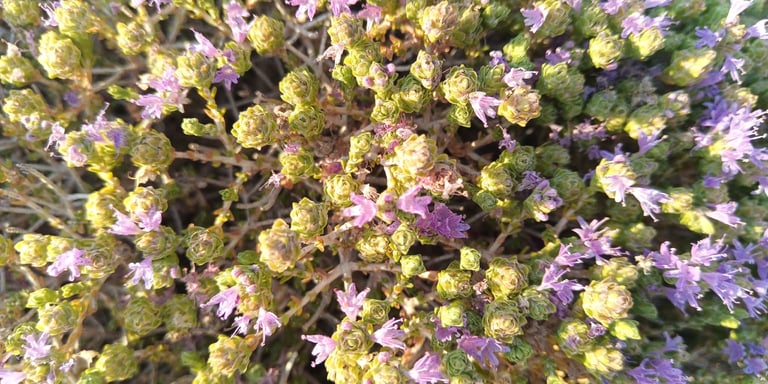 A low, woody Mediterranean subshrub with narrow, fleshy green leaves and cone-shaped clusters of pink flowers wrapped in red-tinged bracts