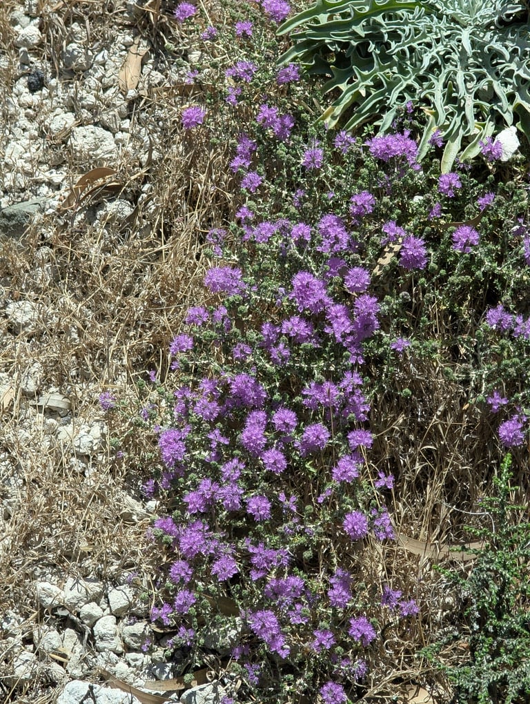 A low, woody Mediterranean subshrub with narrow, fleshy green leaves and cone-shaped clusters of pink flowers wrapped in red-tinged bracts