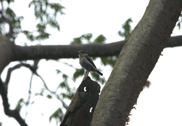 A pale grayish-white bird with a black-capped head, bare rosy red skin around the bill and eye, black wings, and a black band near the end of its tail, perched in the open