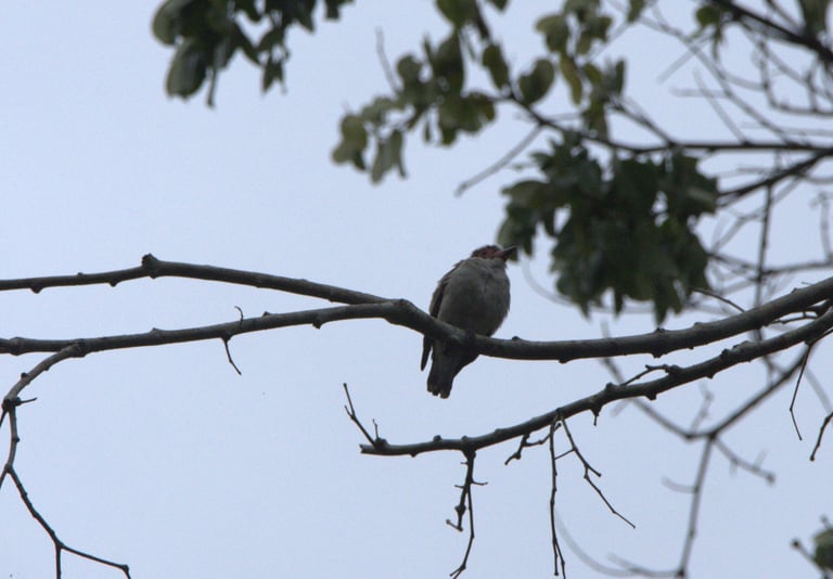 A pale grayish-white bird with a black-capped head, bare rosy red skin around the bill and eye, black wings, and a black band near the end of its tail, perched in the open