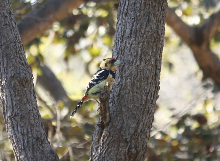 A small bird with a speckled yellow and red face, small black crest, yellow belly with red speckles, black wings with white specks, and a broad black band across its neck