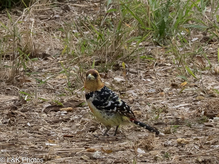 A small bird with a speckled yellow and red face, small black crest, yellow belly with red speckles, black wings with white specks, and a broad black band across its neck