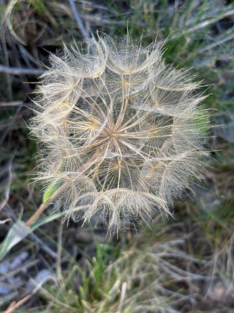 Una pianta erbacea alta con foglie sottili simili all'erba e un fiore giallo che sboccia al mattino