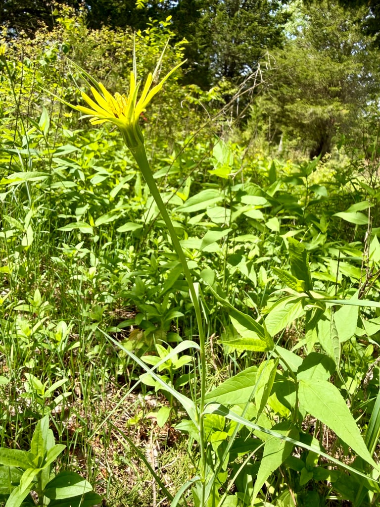 Una pianta erbacea alta con foglie sottili simili all'erba e un fiore giallo che sboccia al mattino