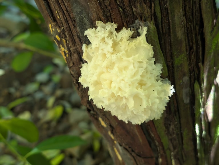 A cluster of translucent, white, frond-like gelatinous lobes growing on a dead broadleaf branch, resembling a small cauliflower or folds of wet tissue paper.