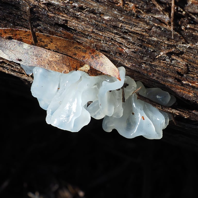 A cluster of translucent, white, frond-like gelatinous lobes growing on a dead broadleaf branch, resembling a small cauliflower or folds of wet tissue paper.