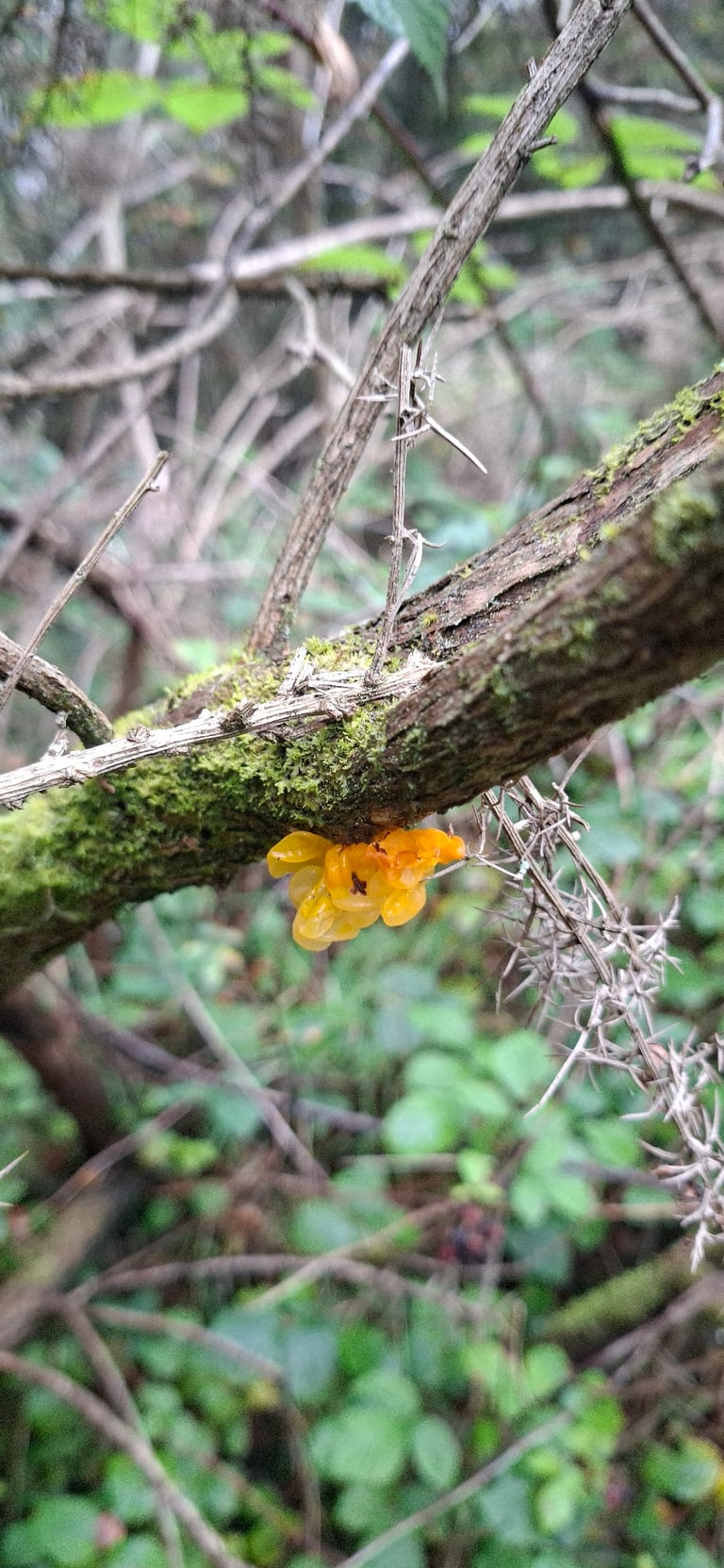 Corpo fruttifero gelatinoso di colore giallo-arancio di *Tremella mesenterica* su un ramo morto, con superficie lobata e translucida
