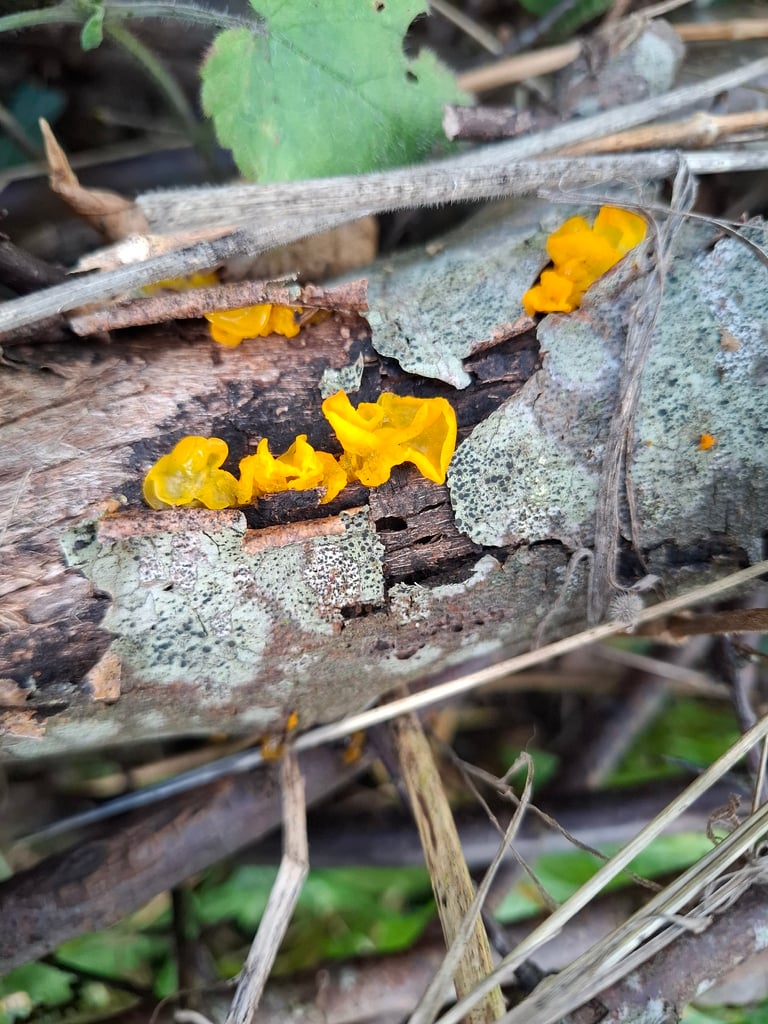 Corpo fruttifero gelatinoso di colore giallo-arancio di *Tremella mesenterica* su un ramo morto, con superficie lobata e translucida