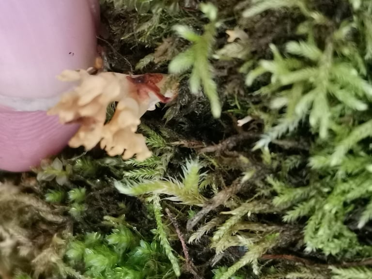A cluster of slender, coral-like fungal branches, whitish at the tips and turning brownish toward the base, growing from a tough white stem on forest ground.