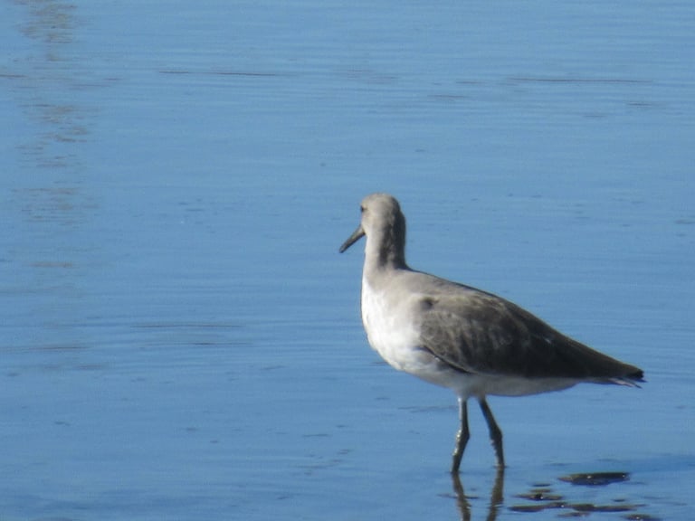 A large gray shorebird with long gray legs, a straight heavy bill, white rump, and black-and-white banded wings visible in flight