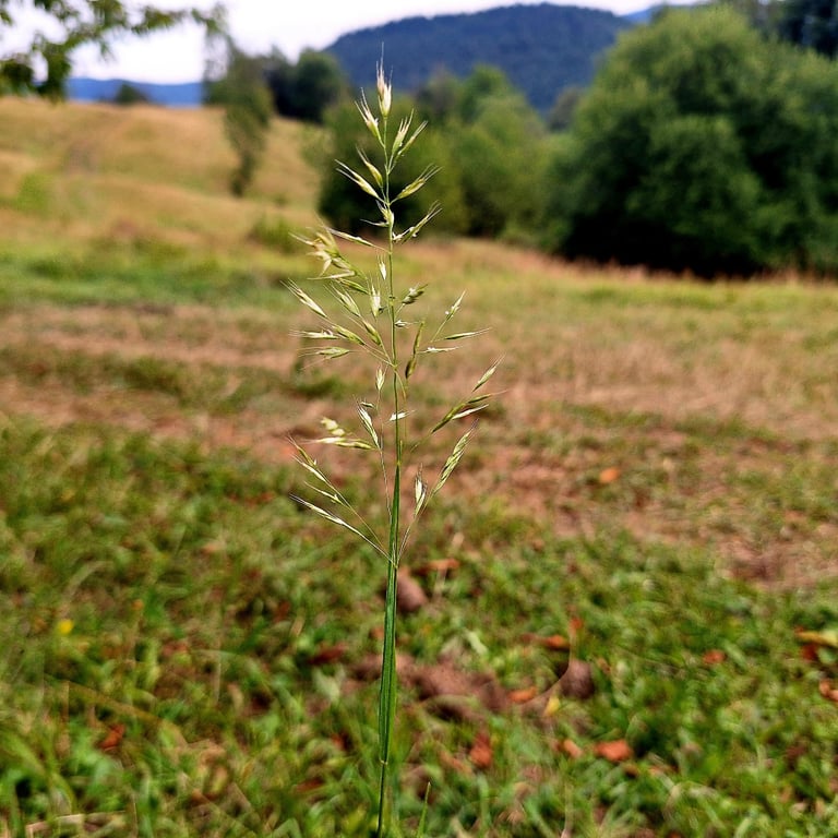 Ein Wiesen-Goldhafer mit schmaler, im Alter goldgelber Rispe an einem Halm des dichten Horstes
