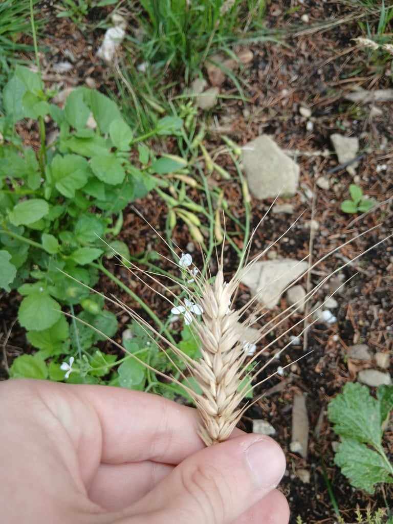 Trigo común (*Triticum aestivum*), cereal de cultivo con espigas de granos