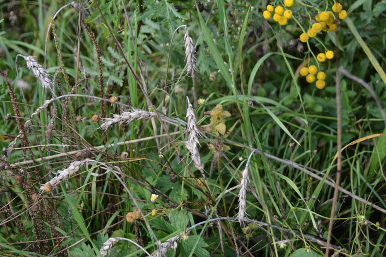 Trigo común (*Triticum aestivum*), cereal de cultivo con espigas de granos