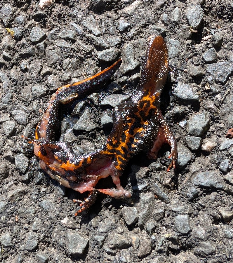 Un tritone crestato adulto con dorso bruno scuro, macchie nere sui fianchi e ventre giallo-arancio con macchie scure irregolari