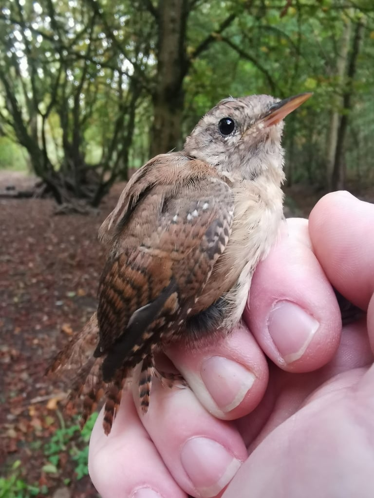 A tiny, plump russet-brown bird with a short, cocked-up tail, fine dark barring, and a pale supercilium, perched low near dense vegetation