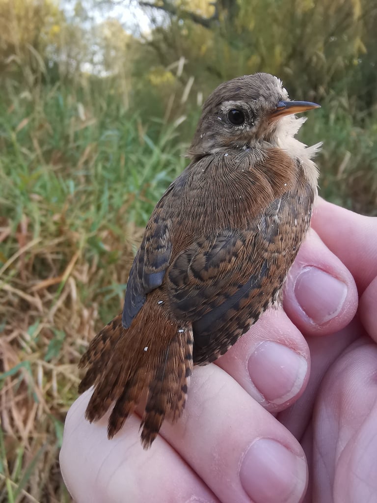 A tiny, plump russet-brown bird with a short, cocked-up tail, fine dark barring, and a pale supercilium, perched low near dense vegetation