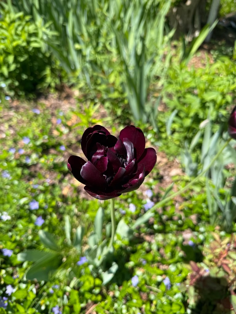 大きな杯状の花を一輪咲かせる、直立した茎と細長い葉を持つチューリップ