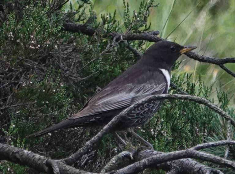 An adult male Ring Ouzel perched on a rock, its coal-black plumage marked by a broad white crescent across the breast, with a yellow bill and greyish-brown legs.