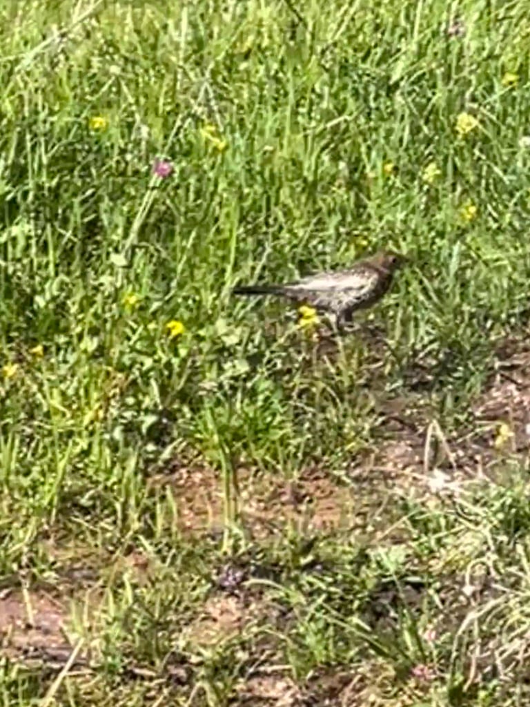 An adult male Ring Ouzel perched on a rock, its coal-black plumage marked by a broad white crescent across the breast, with a yellow bill and greyish-brown legs.