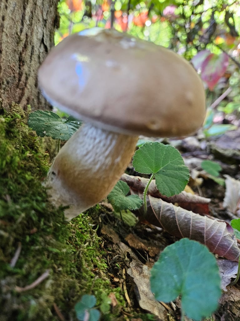 A large bolete mushroom with a walnut-brown, slightly downy cap, pinkish pores beneath, and a thick pale stalk covered in a coarse brown net-like pattern, growing on a forest floor near beech and oak trees.