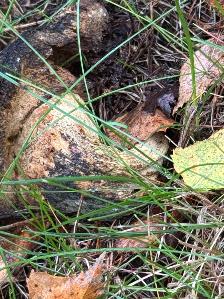 A large bolete mushroom with a walnut-brown, slightly downy cap, pinkish pores beneath, and a thick pale stalk covered in a coarse brown net-like pattern, growing on a forest floor near beech and oak trees.