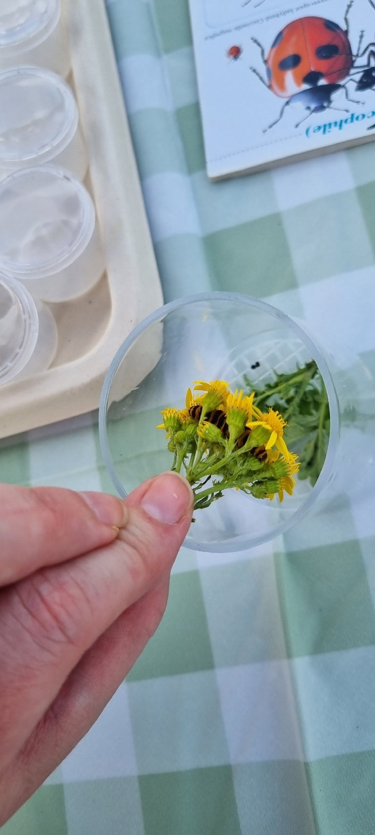 黒い翼に赤い斑紋がある成虫のガ
