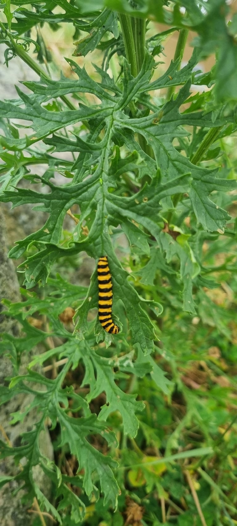 黒い翼に赤い斑紋がある成虫のガ