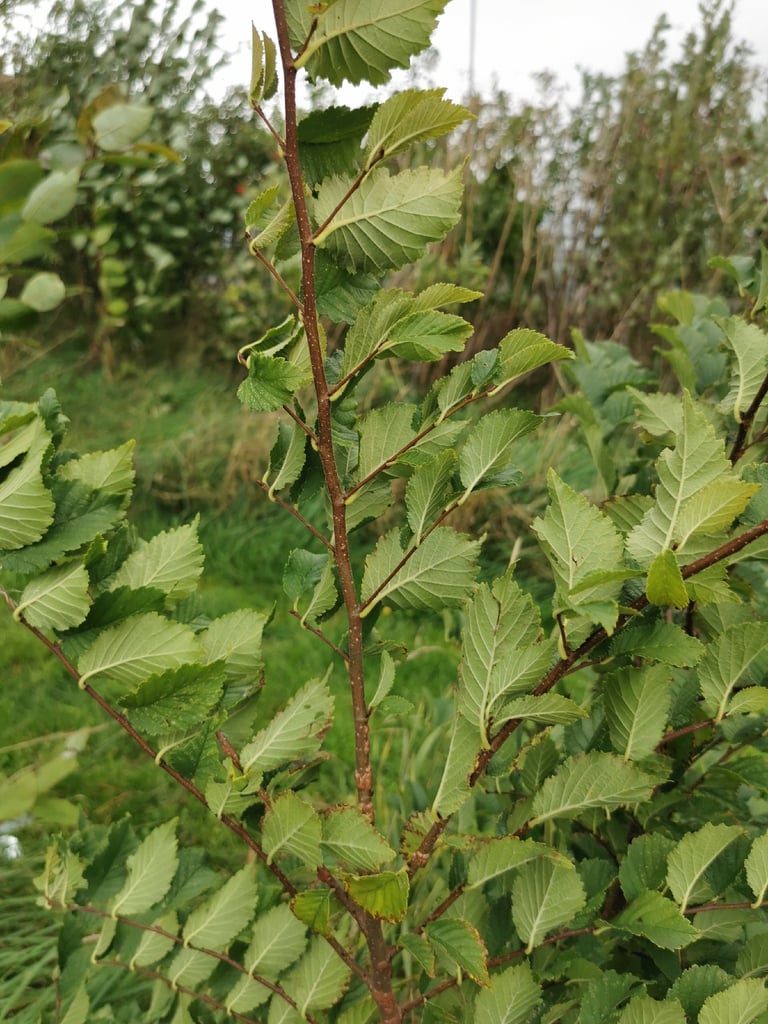 A field elm tree with a rounded crown, rough furrowed bark, and small, slightly asymmetrical serrated leaves
