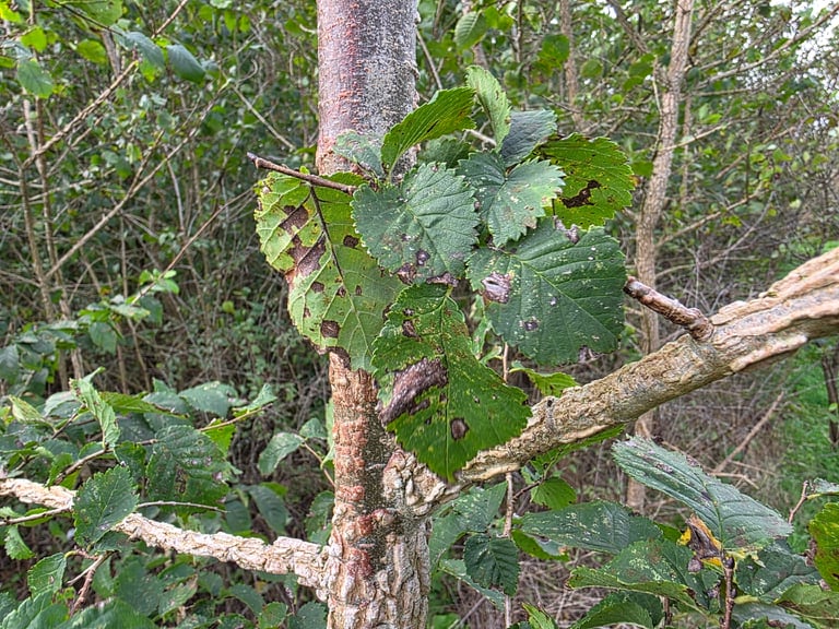 A field elm tree with a rounded crown, rough furrowed bark, and small, slightly asymmetrical serrated leaves