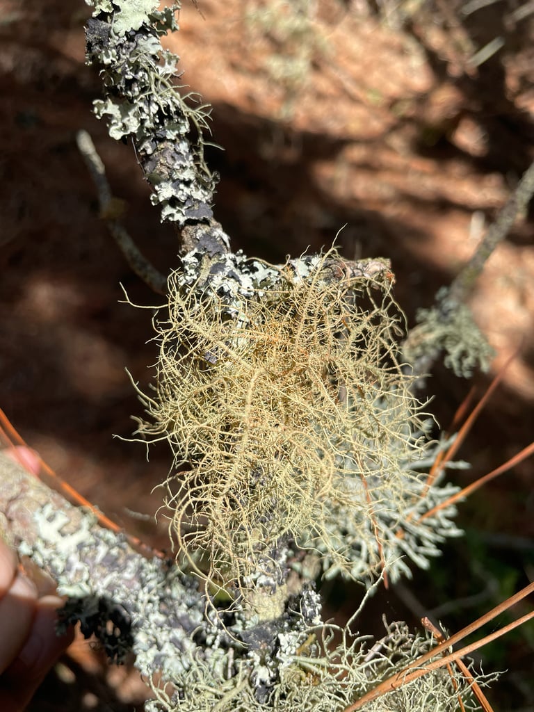 A hanging, hair-like fruticose lichen with orange-to-red branches draped over a tree branch