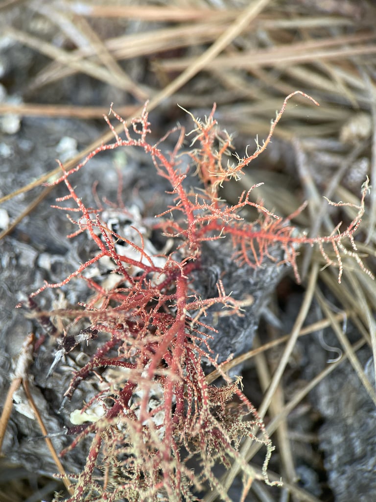 A hanging, hair-like fruticose lichen with orange-to-red branches draped over a tree branch