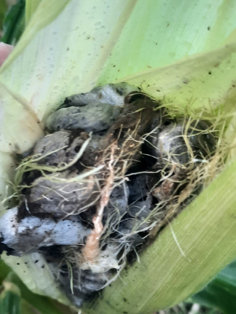 Tongkol jagung dengan puru hitam kebiruan yang penuh spora akibat jamur Ustilago maydis