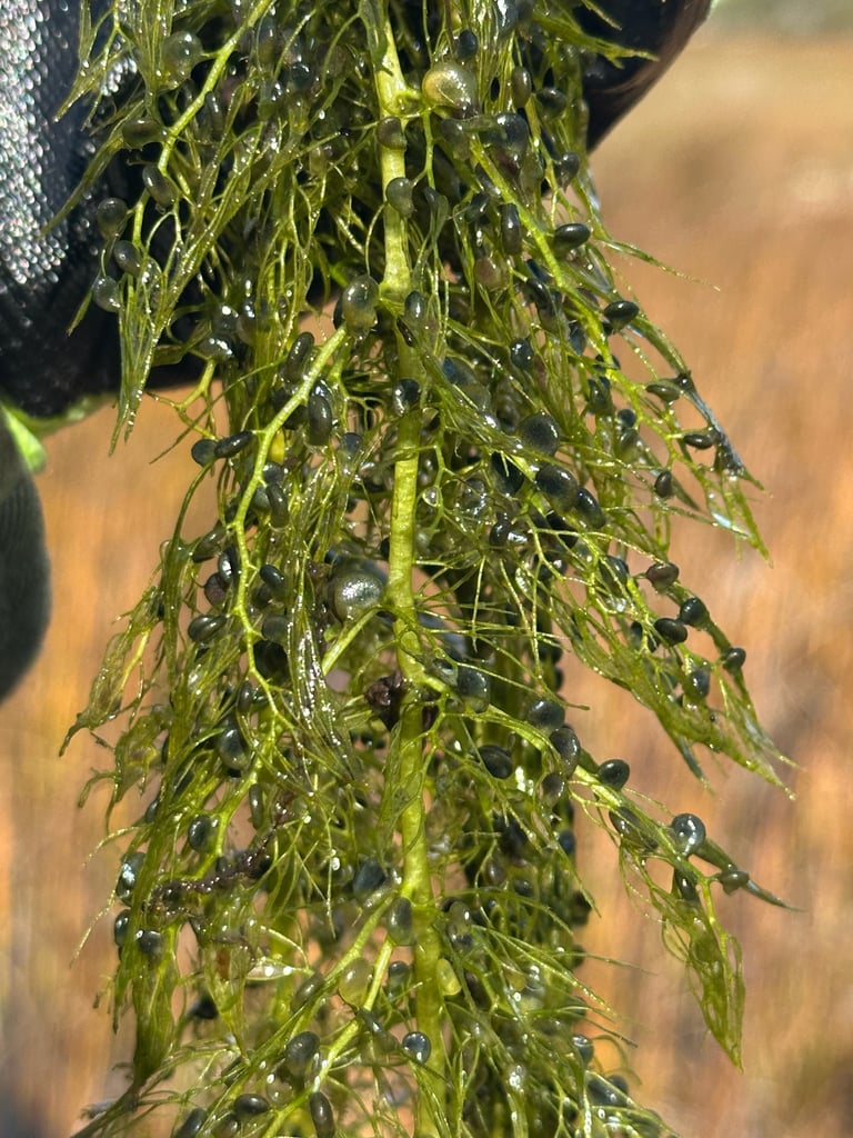 A free-floating aquatic plant with finely divided, feathery underwater stems bearing small bladder-like traps, and yellow flowers held above the water surface on upright stalks