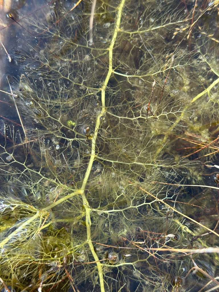 A free-floating aquatic plant with finely divided, feathery underwater stems bearing small bladder-like traps, and yellow flowers held above the water surface on upright stalks