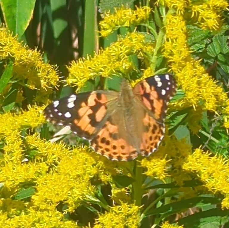 Papillon adulte Vanessa cardui aux ailes rougeâtres bordées de noir, avec des taches blanches au bout des ailes antérieures