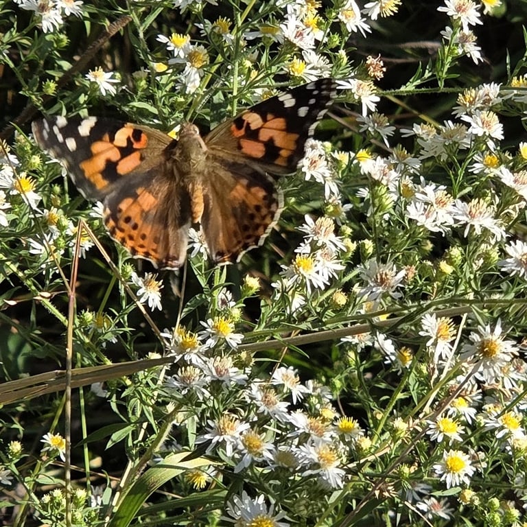 Papillon adulte Vanessa cardui aux ailes rougeâtres bordées de noir, avec des taches blanches au bout des ailes antérieures