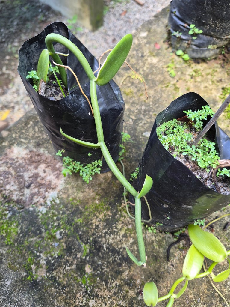An evergreen vanilla vine with glossy oval leaves, zig-zagging stems, and thick aerial roots, bearing a cluster of greenish-yellow orchid flowers and long slender pod-like fruits.