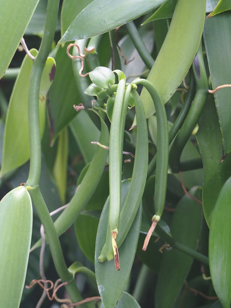 An evergreen vanilla vine with glossy oval leaves, zig-zagging stems, and thick aerial roots, bearing a cluster of greenish-yellow orchid flowers and long slender pod-like fruits.