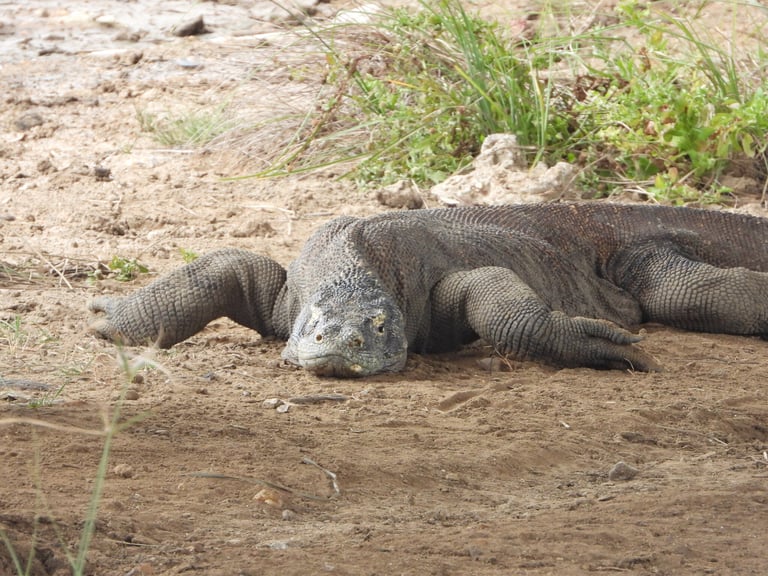 A large, heavily built lizard with rough, armored gray-brown skin, a long forked tongue, powerful clawed limbs, and a tail as long as its body, standing on dry, open ground.