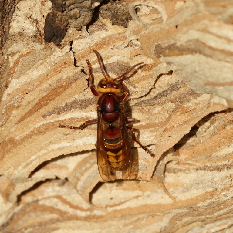 Un frelon européen adulte, à l'abdomen rayé de brun et de jaune et aux ailes rousses