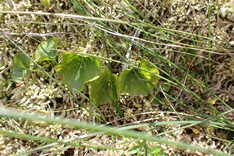 Planta perenne de baja altura con hojas basales redondeadas y flores lilas o azul pálido